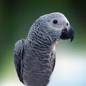 African Grey Congo