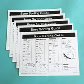 Classroom Bone Sorting Sheets, 15 pack — Mountain Home Biological