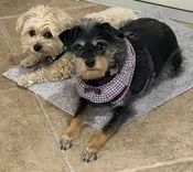 Contest - Cesar &amp;amp; Chloe Coletta