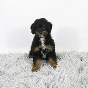 Mini Bernedoodle 2nd Gen