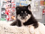 Pomsky