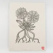 Bitteroot