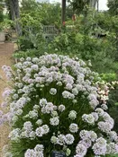 Allium Lusitanicum Summer Beauty