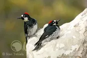 Acorn Woodpecker pair master RJ1V4067.jpg