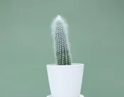 Cleistocactus Strausii