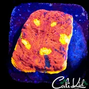 5 EYE RAINBOW CHALICE FRAG