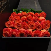 Hybrid Tea Roses - Orange Crush