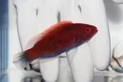 Blue Sided Fairy Wrasse (Cirrhilabrus cyanopleura)10/5-10/10(14 Day QT)