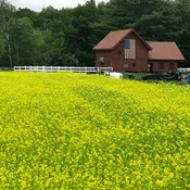 Mighty Mustard ® Kodiak  Wallace Organic Wonder  Contains No GMO's