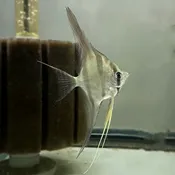 Altum Atabapo Angelfish  (F1 Tank Raised)<br>