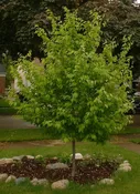 American Hornbeam (Carpinus caroliniana)