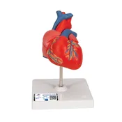Classic Heart, 2-part