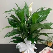 Lilies of Peace