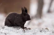 Abert’s Squirrel black morph Tekiela IE6S7887