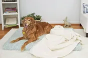 Organic Cotton Dog BED Cover, Lichen
