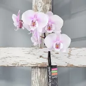 Orchid Plant — The Country Basket