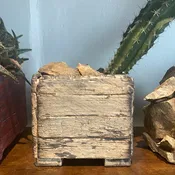 Cereus Pronose