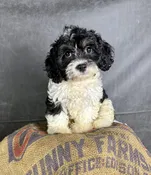 London-Cavapoo Female — Quality Puppies USA