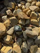 Carolina River Jacks