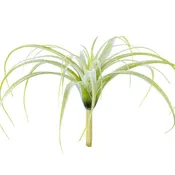 10.5 in Tillandsia Tectorum - Sage