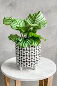 Calathea 'Orbifolia'
