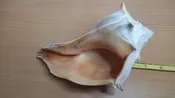 6 inch Conch Seashell 12 Ounces Assumed Real
