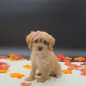 Cavapoo
