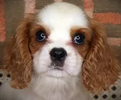 Cavalier King Charles (F) 24851