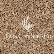 Annual Ryegrass