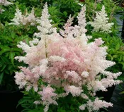 Astilbe - Europa
