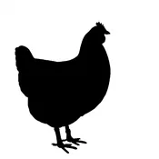 Just Cat Chicken
