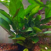Anubias nangi – Mother Plant – XXL <br>Currently Unavailable