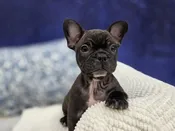 French Bulldog – 13975