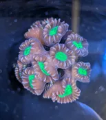 Green Eye Candy Cane Coral