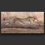 Cheetah Art | Buy Original Fine Art | Clint Eagar Design