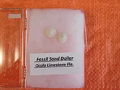 2 small Fossil Sand Dollars Calcified
