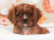 Cavalier King Charles Spaniel – 49618