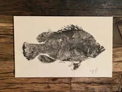 Raw Tripletail Print
