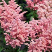 Astilbe rosea 'Peach Blossom'