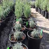 Lavender Plants - 1 Gallon