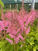 Astilbe arendsii 'Rheinland'
