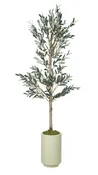 6' Olive