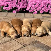 Aspen & Copper’s Goldendoodle Litter