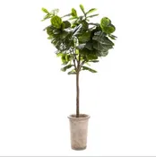 10' FIDDLE TREE