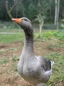 Martinmas Goose and Duck Harvest