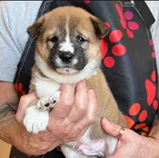 Brooks (Available Wk. of 10/5) Accepting Deposits