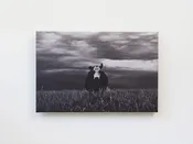 Mad Cow Canvas Print