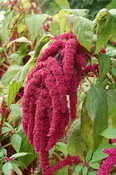 Amaranth Seed, organic
