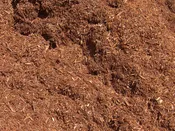 Premium Hemlock