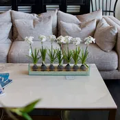 Paper White Bulbs in Rectangle Glass
